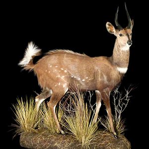 Bushbuck Full Mount Taxidermy