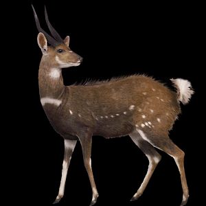 Bushbuck Full Mount Taxidermy