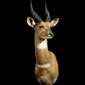 Bushbuck Shoulder Mount Taxidermy