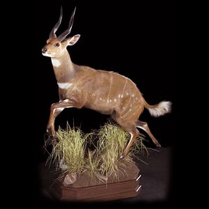 Bushbuck Full Mount Taxidermy