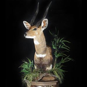 Bushbuck Shoulder Pedestal Mount Taxidermy