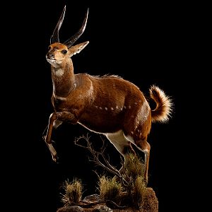 Bushbuck Full Mount Taxidermy