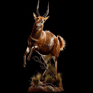 Bushbuck Full Mount Taxidermy