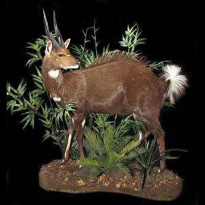 Bushbuck Full Mount Taxidermy