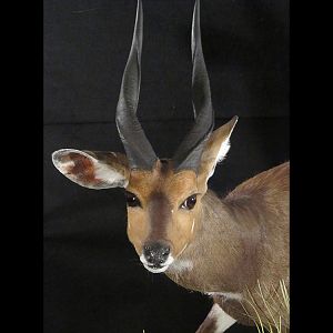 Bushbuck Full Mount Taxidermy