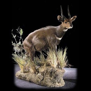 Bushbuck Full Mount Taxidermy