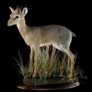 Damara Dik-dik Full Mount Taxidermy