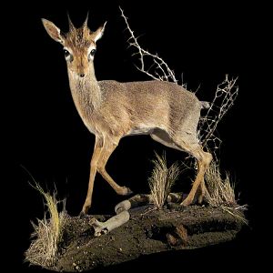 Damara Dik-dik Full Mount Taxidermy