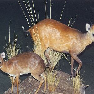 Red Duiker Full Mount Taxidermy