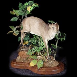 Maxwell Duiker Full Mount Taxidermy