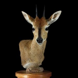 Duiker Full Mount Taxidermy