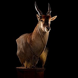 Eland Pedestal Mount Taxidermy