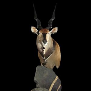 Eland Pedestal Mount Taxidermy