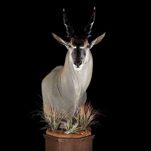 Eland Pedestal Mount Taxidermy