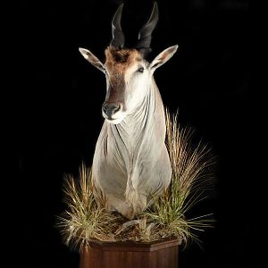 Eland Pedestal Mount Taxidermy