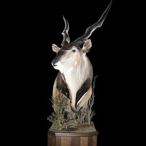 Lord Derby Eland Pedestal Mount Taxidermy