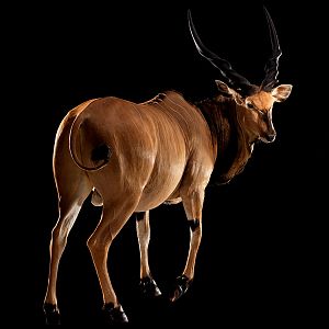 Lord Derby Eland Full Mount Taxidermy