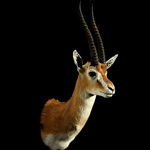 Gazelle Shoulder Mount Taxidermy