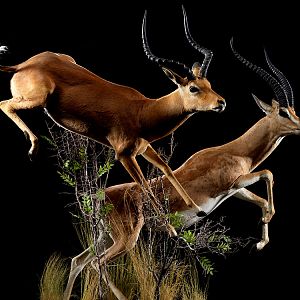 Impala & Gazelle Full Mount Taxidermy