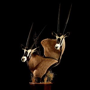 Gemsbok Triple Pedestal Mount Taxidermy