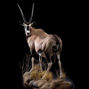 Gemsbok Full Mount Taxidermy