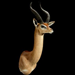 Gerenuk Shoulder Mount Taxidermy