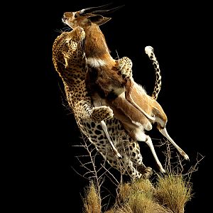 Leopard& Bushbuck Full Mount Taxidermy