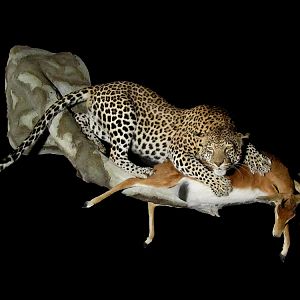 Leopard with kill Full Mount Taxidermy