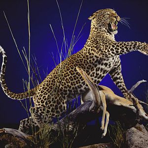 Leopard with kill Full Mount Taxidermy