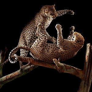 Leopard fighting Full Mount Taxidermy