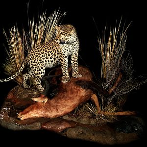 Leopard with Red Hartebeest kill Full Mount Taxidermy