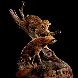 Leopard & Spotted Hyena Full Mount Taxidermy