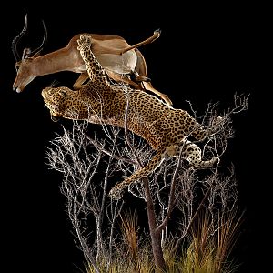 Leopard & Impala Full Mount Taxidermy