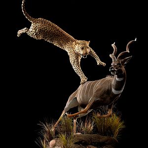 Leopard & Lesser Kudu Full Mount Taxidermy