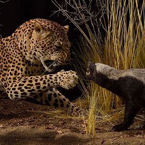 Leopard & Honey Badger Full Mount Taxidermy