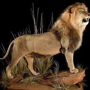 Lion Full Mount Taxidermy