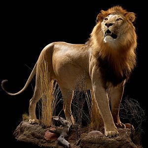 Lion Full Mount Taxidermy