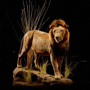 Lion Full Mount Taxidermy