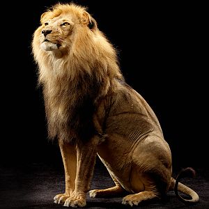 Lion Full Mount Taxidermy