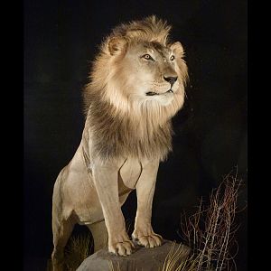 Lion Full Mount Taxidermy