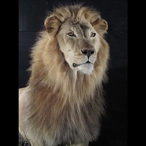 Lion Full Mount Taxidermy