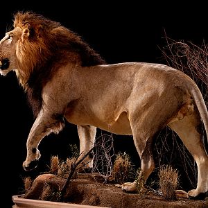 Lion Full Mount Taxidermy