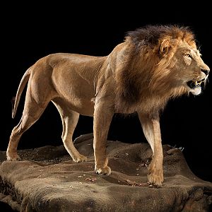 Lion Full Mount Taxidermy