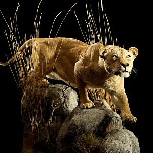 Lioness Full Mount Taxidermy