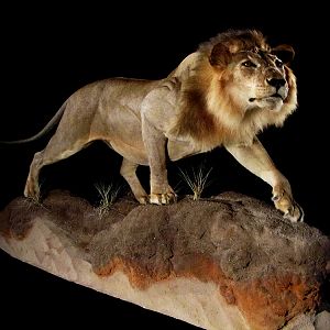 Lion Full Mount Taxidermy