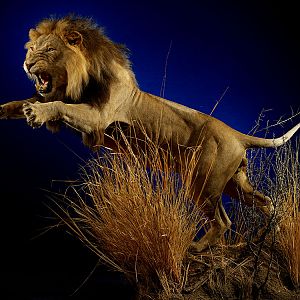 Lion Full Mount Taxidermy