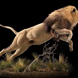 Lion Full Mount Taxidermy