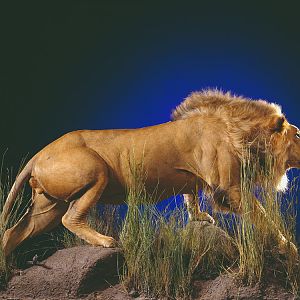 Lion Full Mount Taxidermy