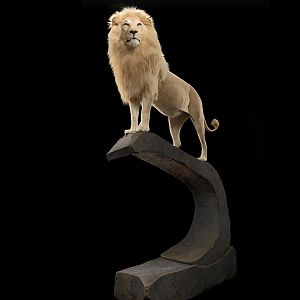 Lion Full Mount Taxidermy