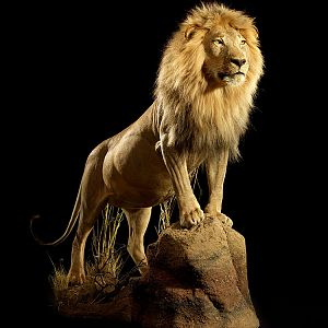 Lion Full Mount Taxidermy